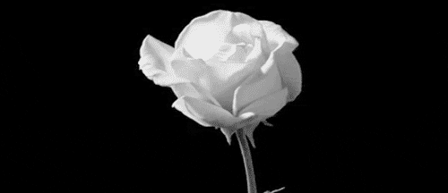 white rose GIF