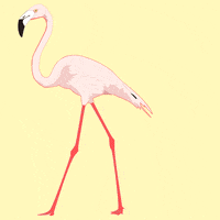 hannahgraphix fashion pink bird sparkle GIF