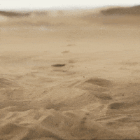 Small Business Sand GIF by Xero