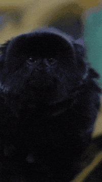 Confused Look GIF by Valley Zoo Development Society