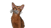 Mondou Sticker by Mondou_calin