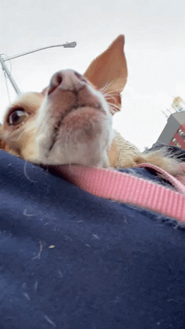 Chihuahua Sling GIF by Gottalotta