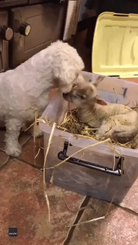 Fluffy White Dog Comforts Cold Baby Lamb