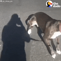 Dog GIF by The Dodo