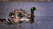 symphony for our world GIF by Nat Geo Wild 