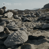 Explore Costa Rica GIF by Nature on PBS