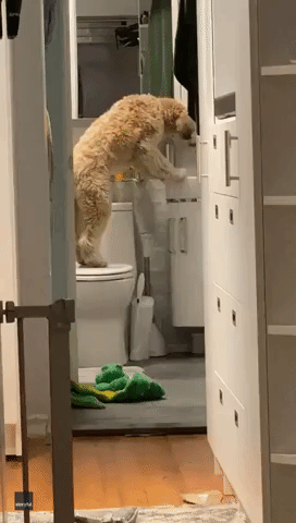 Thirsty Terrier Figures Out How to Turn on Bathroom Faucet