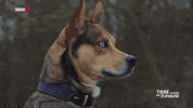 tsez tierschutz GIF by WDR