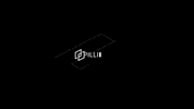 pillilab pilli news GIF