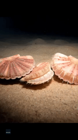 Like a Bat Outta Shell! Scallop Makes Quick Getaway Across Seabed