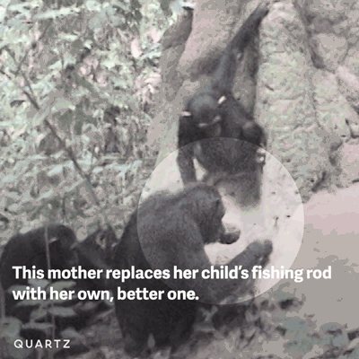 chimpanzee GIF by Quartz