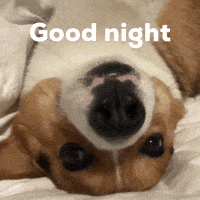 Good Night Corgi GIF
