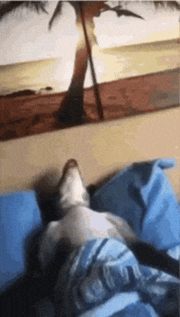 Sleepy Dog GIF