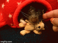 sleep mouse GIF