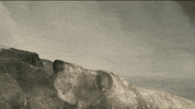 Bobbing Basset Hound GIF by Four Rest Films
