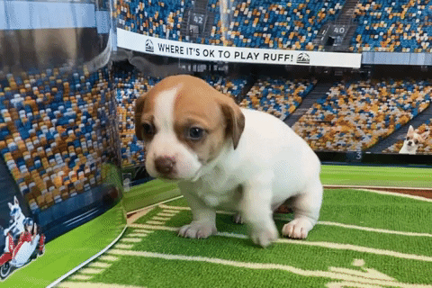 High Five Puppy Bowl GIF by Helen Woodward Animal Center
