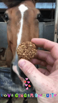 GingerBiscuits horse cookie snacks snaks GIF
