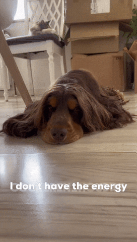 Sorry Cocker Spaniel GIF