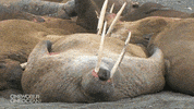 mom sleeping GIF