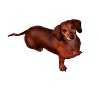 Dog Perros Sticker by Lamosa