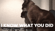 GIF by thecatball