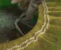 face GIF