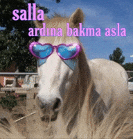 Fun Horse GIF
