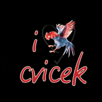 Cvicek GIF by ArretWines
