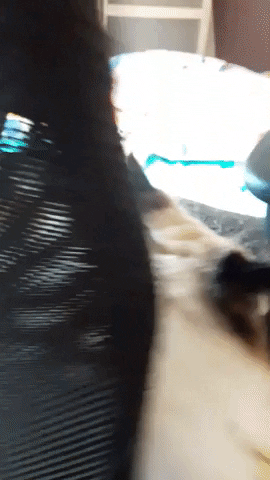 davidbesnier-c3d0 giphyupload GIF