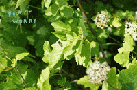 riveredgenaturecenter nature bee dontworry beehappy GIF