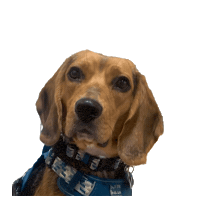 Dogs Love Sticker by Syzygy Events