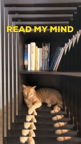 Cat GIF by TRAVELGIRLINDIA