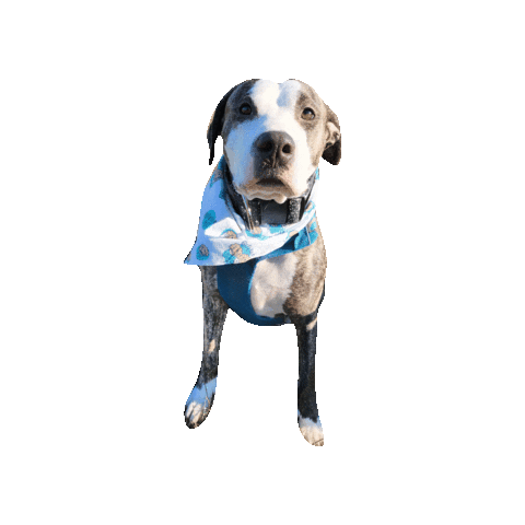 Pit Sticker by Geekster Pets