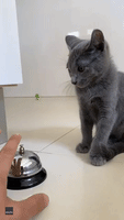 Clever Kittens Make a Racket as They Learn How to Ring Bell