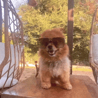 Make It Rain Dog GIF