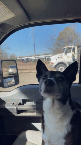 JJ Gives Savvy Turtle Stink Eye