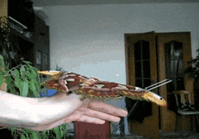 moth GIF