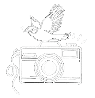 Photography Photo Sticker by mahoniemoni