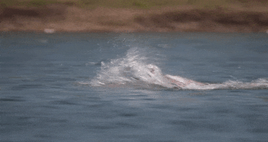 ProTriathletesOrg swim triathlon triathlete pto GIF