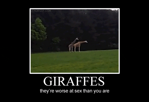 Giraffes Wtf GIF