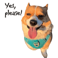 Corgi Milo Sticker