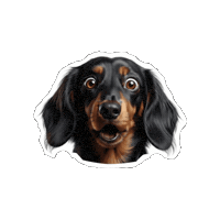 Doxie Bassotto Sticker