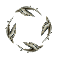 Moda Shark Sticker by Beauty In