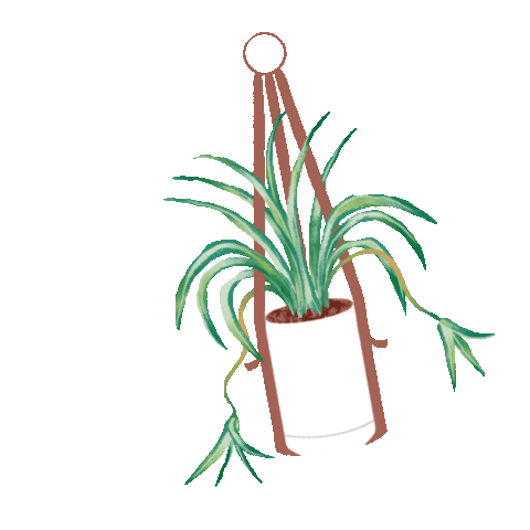 Spider Plant Sticker by Apartment Therapy