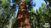 bbc nature earth bbc tree GIF