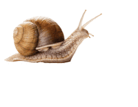 Nova Scotia Drinking Sticker by NSLC