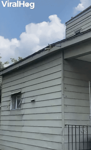 Wild Kitty Naps Under Rooftop