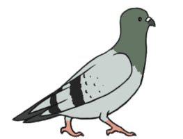 pigeon STICKER
