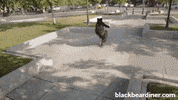BlackBearDiner bear cycling bicycle bears GIF