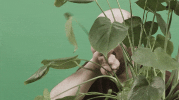 Tim And Eric Plants GIF by StickerGiant